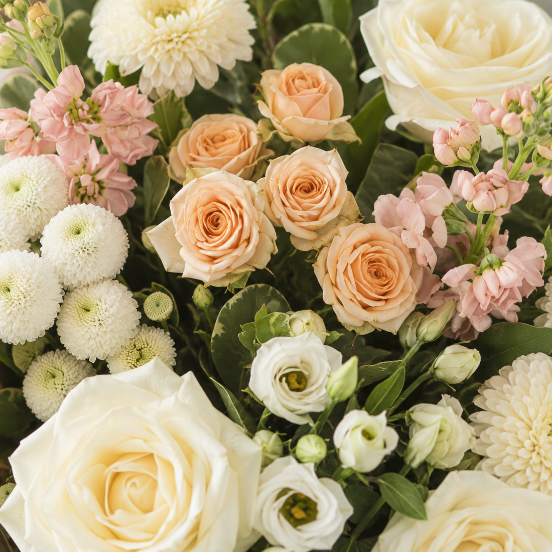 A close-up of cream and peach flowers from the Welch range