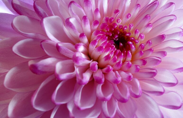 The Birth Flower of November: Fun Facts About Chrysanthemum