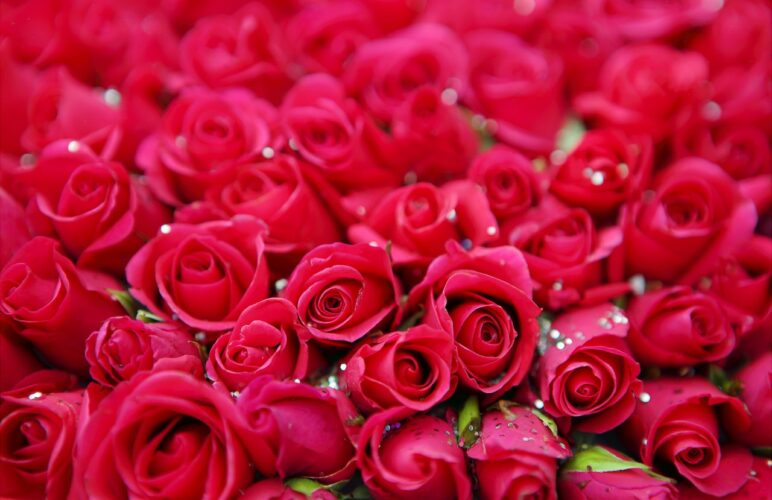 Your Ultimate Guide for the Flowers for Saying Sorry