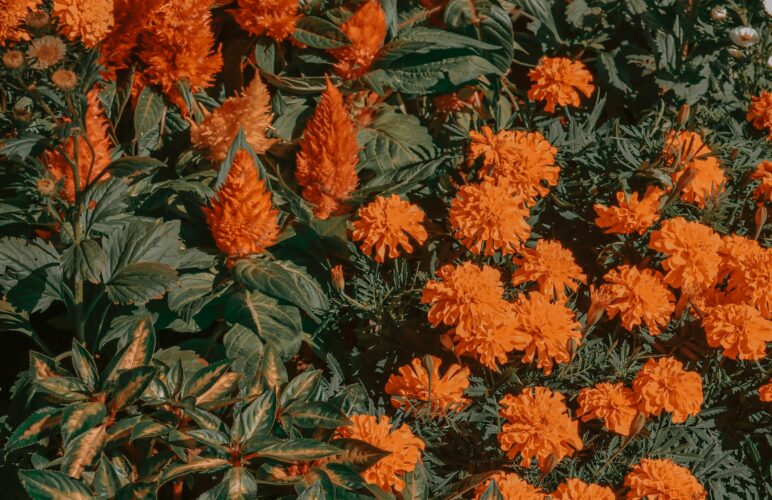 October’s Birth Flowers: Guide to Marigolds and Cosmos