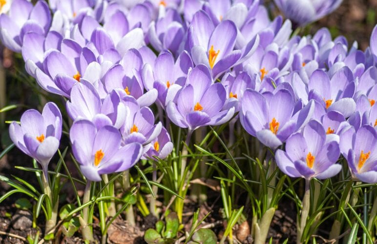 6 Seasonal Flowers Homeowners Should Plant in Their Gardens