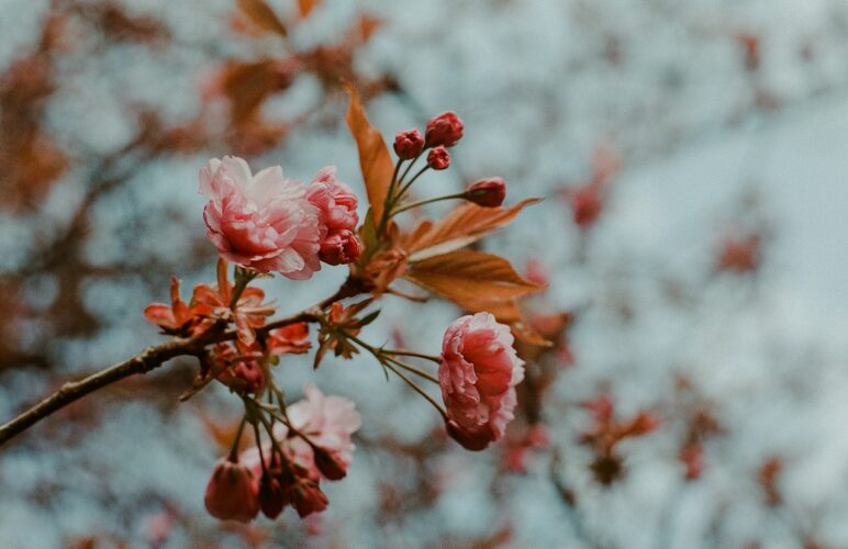 5 Stunning Winter-Blooming Flowers You Might Not Know About