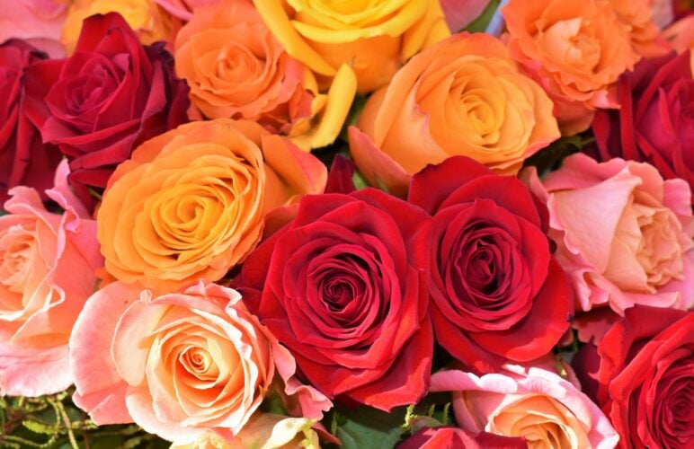 The Rose and Why We Continue to Love This Flower Today