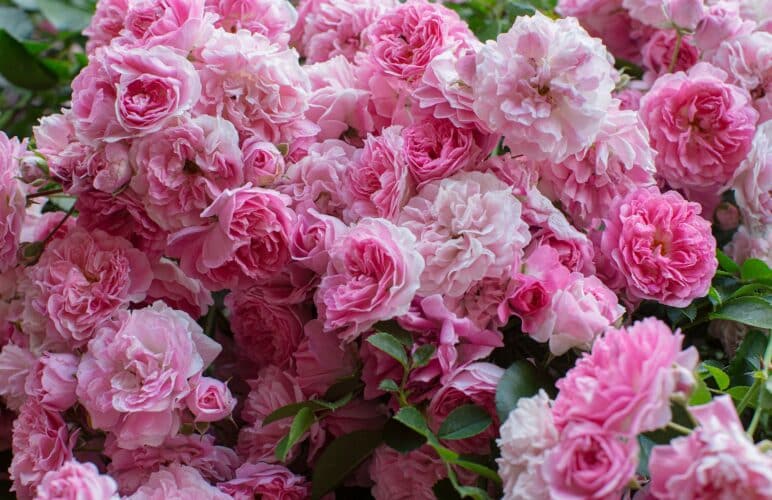 Popular January Birth Flowers: Carnation and Snow Drop