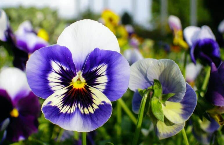 8 Personality Types_ Which Flowers Represent Them