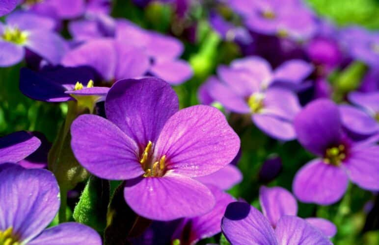 Birth Flowers 101: 2 February Flowers & Their Meanings