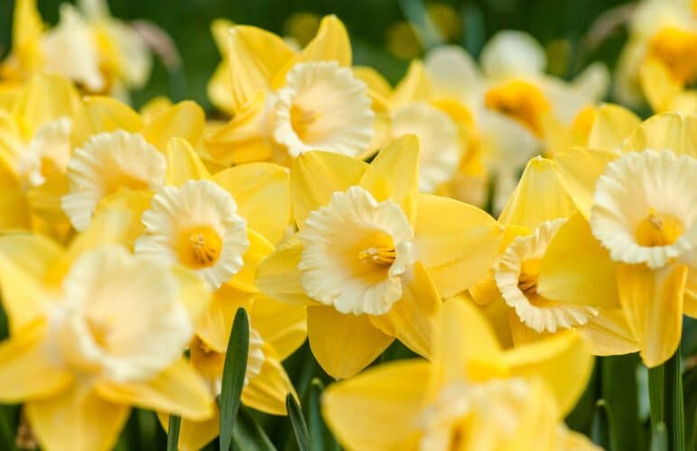 The Wonderful Origin and Symbolism of the Daffodil