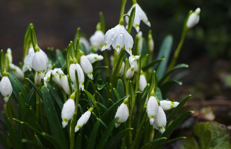 5 Typical Flowers Used during Coronation Ceremonies