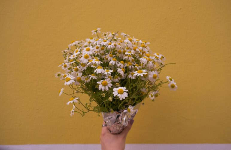 A Guide to Knowing the Two Types of April Birth Flowers