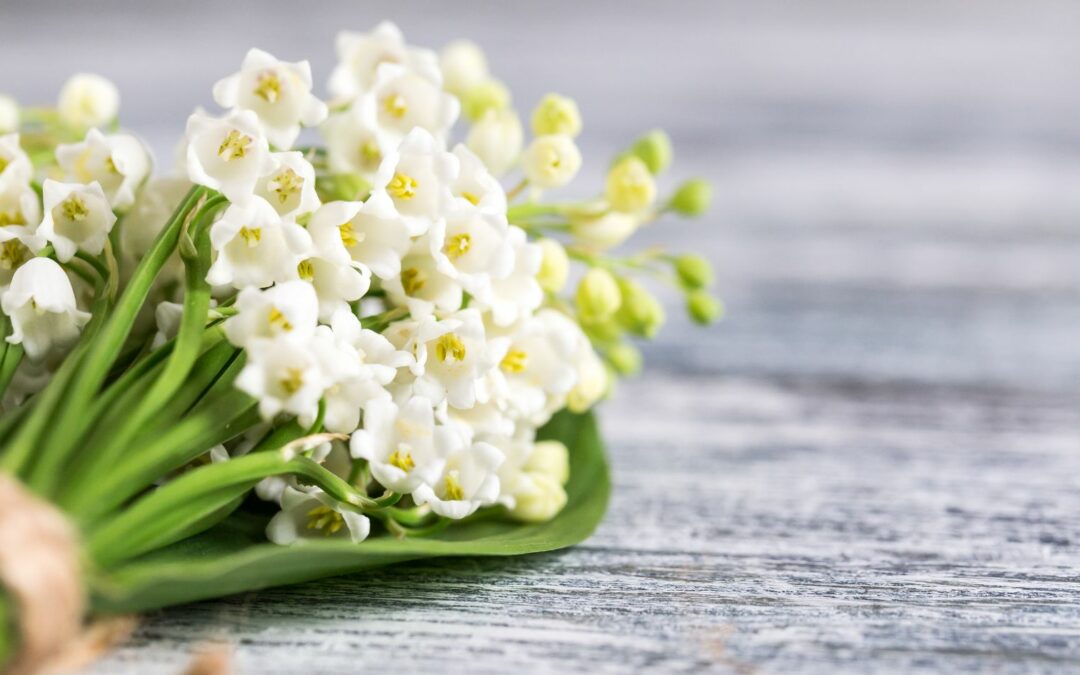 Birth Flowers of May - Lily of the Valley