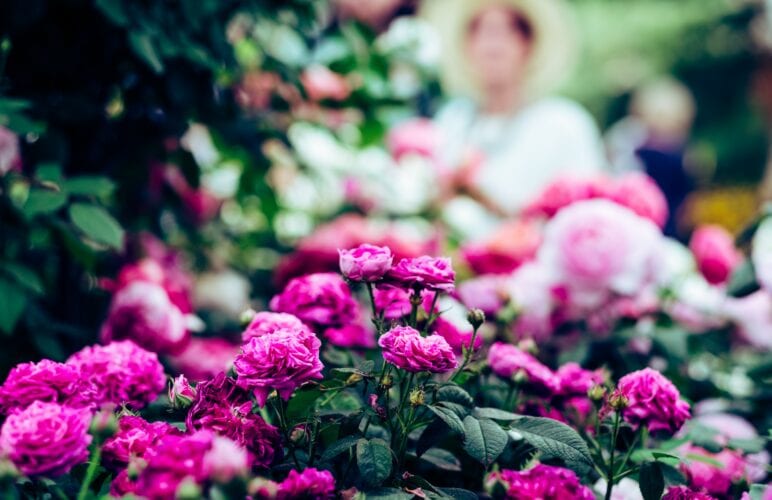 Discovering the Best of the RHS Chelsea Flower Show