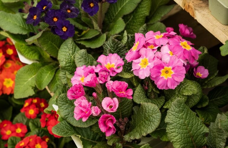 The Healing Power of Flowers: A Closer Look at the Therapeutic Benefits of Botanicals in Our Lives