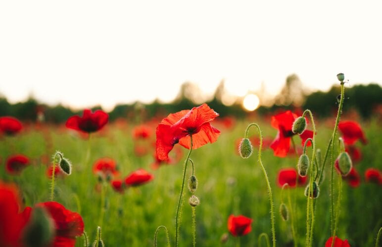 August Birth Flowers: Celebrate Your Summer Birthday with Gladiolus and Poppy Arrangements