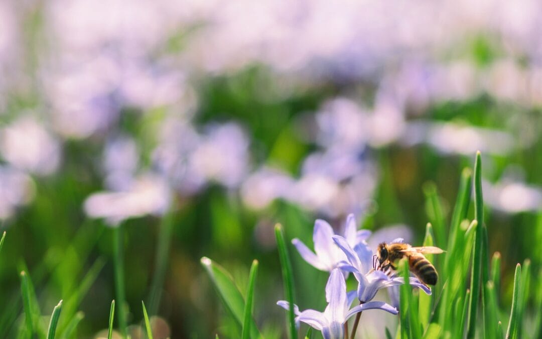 Seasonal Wonders: How to Make the Most of Seasonal Flowers for Your Home and Celebrations