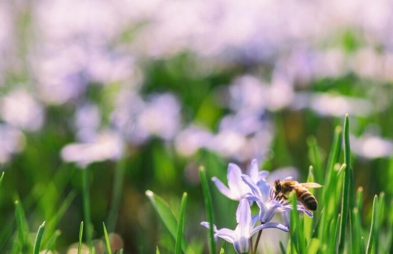 Seasonal Wonders: How to Make the Most of Seasonal Flowers for Your Home and Celebrations