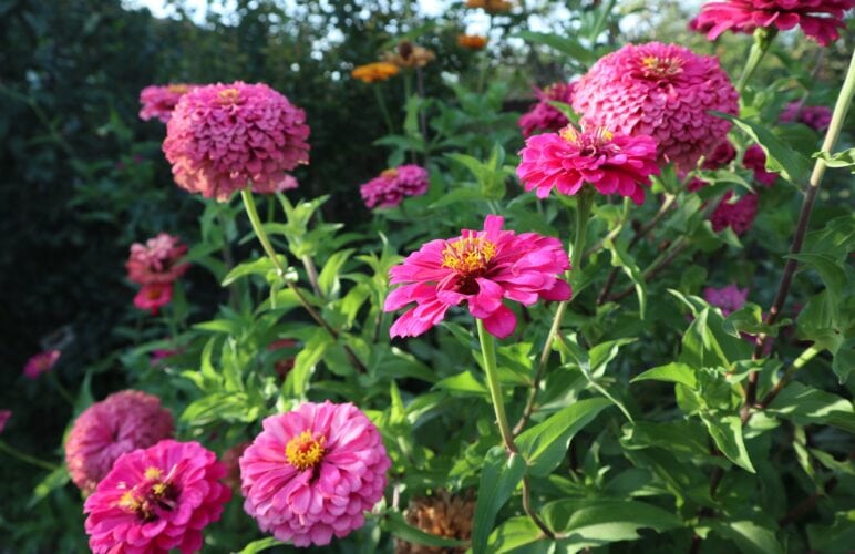 Celebrate September Birthdays with Exquisite Birth Flowers: Aster and Morning Glory