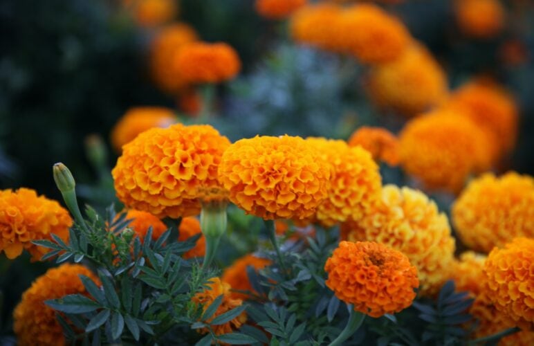 October Birth Flowers: Celebrate with Nature’s Autumn Delights