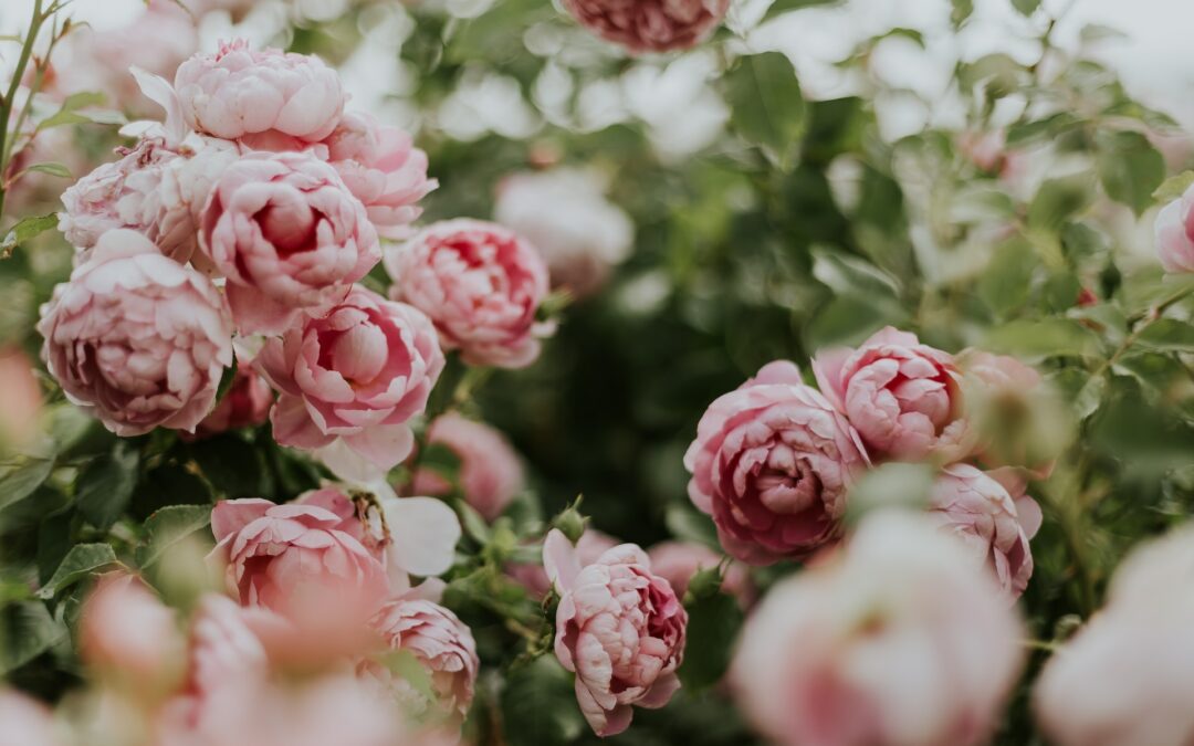 Explore the Beauty and Significance of Chrysanthemums and Peonies