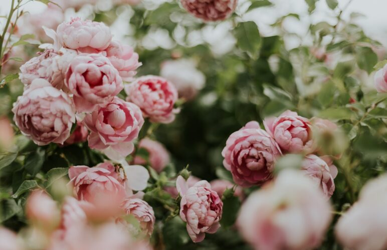 Explore the Beauty and Significance of Chrysanthemums and Peonies