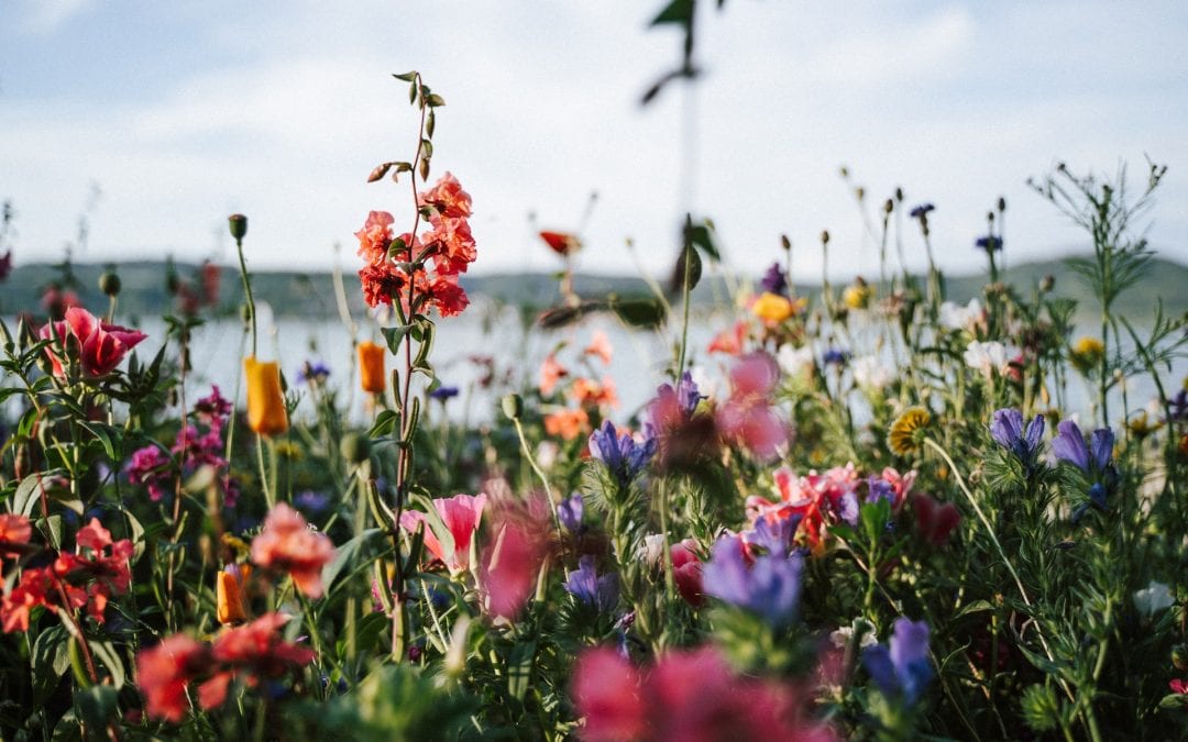 flowers