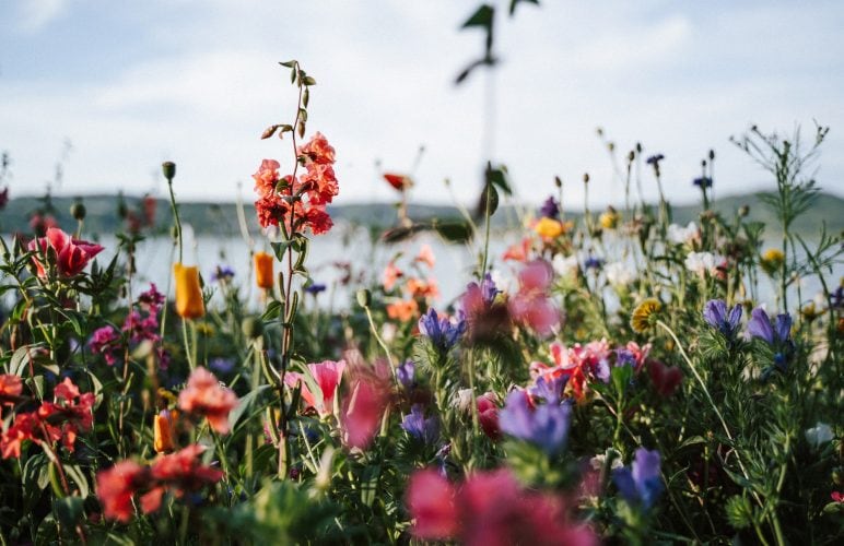 Discovering Pet-Friendly Flowers: Welch’s Guide to Enriching Your Home with Safe Blooms