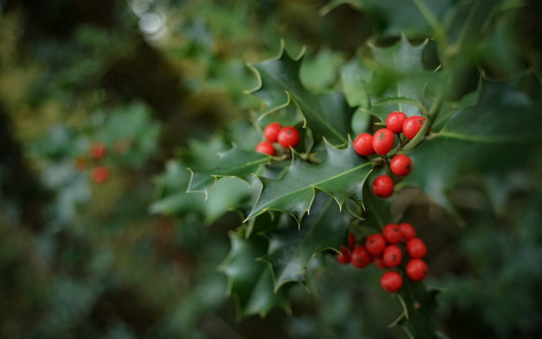 holly flower
