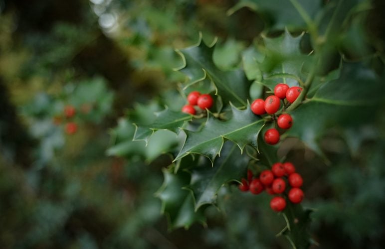 December Birth Flowers: Discover the Charm of Narcissus and Holly for Winter Celebrations