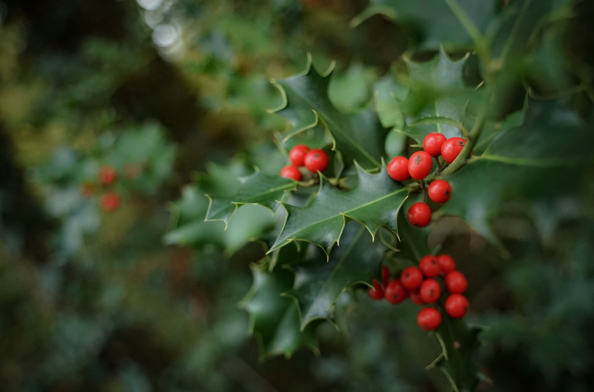 holly flower