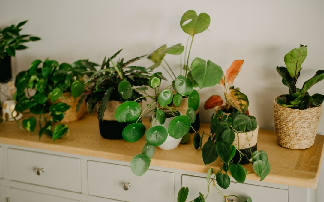 Discovering Indoor Plants: Enhance Your Living Space with Welch’s Selection