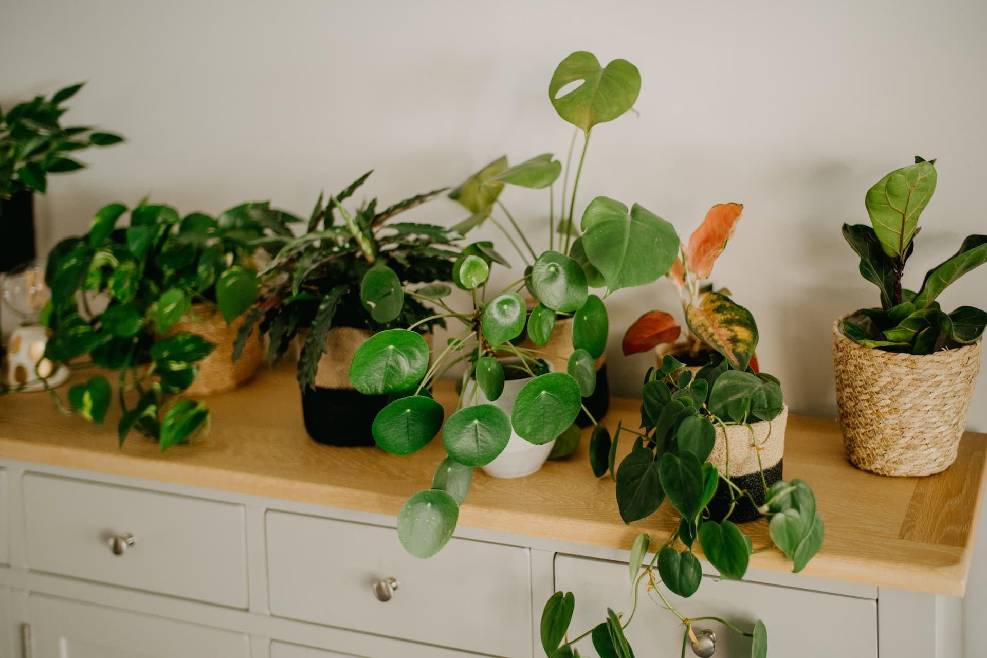 indoor plants