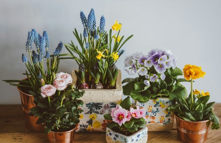 Top 10 Low-Maintenance Houseplants