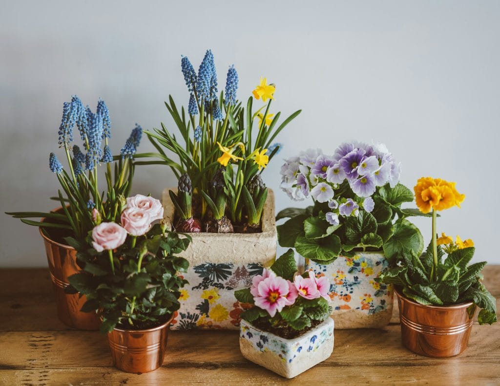 houseplant
