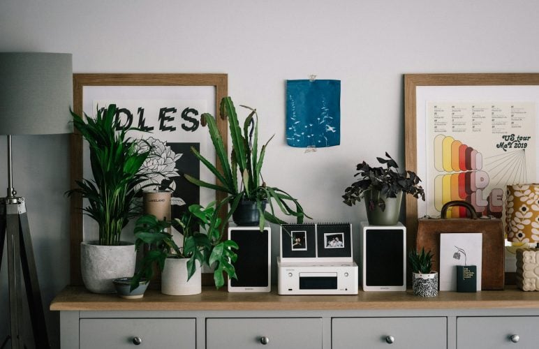 Top 6 Beginner-Friendly Houseplants: A Comprehensive Guide by Welch
