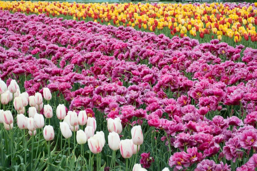 seasonal flowers