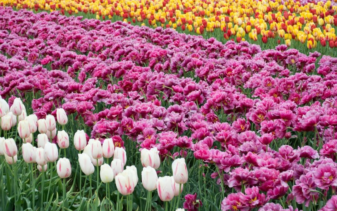 A Guide to Seasonal Flowers: Embrace Nature’s Palette Throughout the Year
