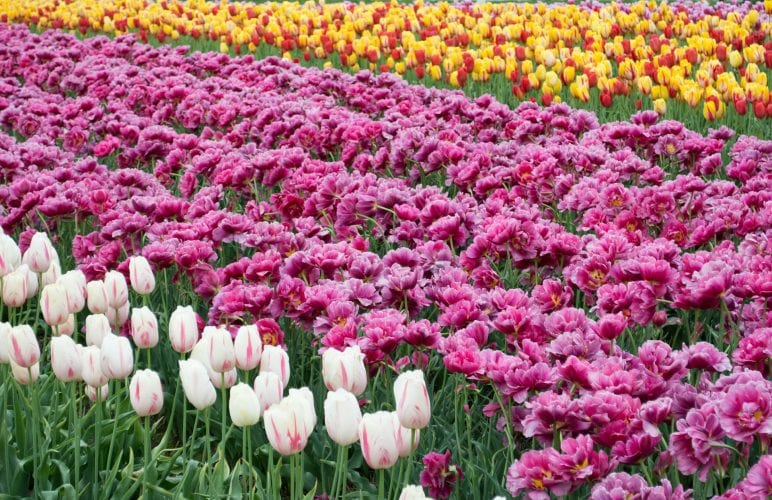A Guide to Seasonal Flowers: Embrace Nature’s Palette Throughout the Year