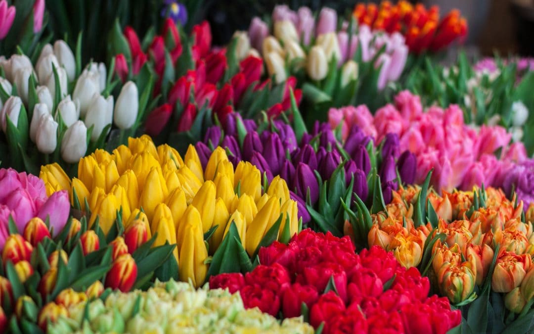 tulips