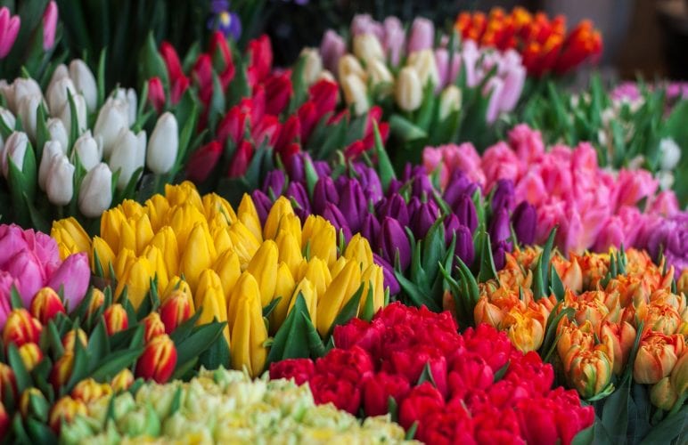 Discovering Flower Meanings: The Stories Behind Your Favourite Blooms