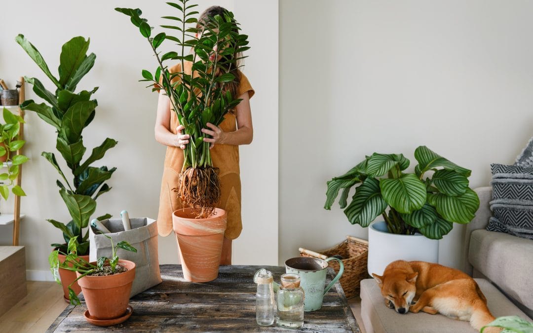 woman planting zamioculcas in high quality pure mi 2023 11 27 05 37 04 utc