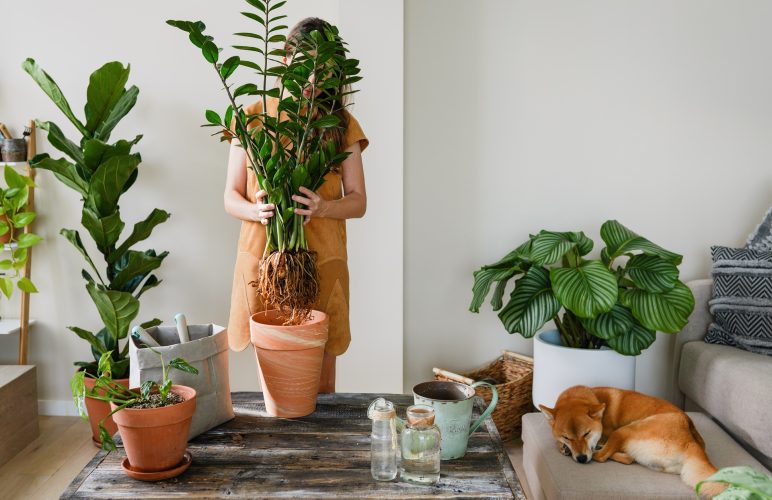 The Healing Power Of Indoor Plants: Boost Your Well-Being With Greenery From Welch