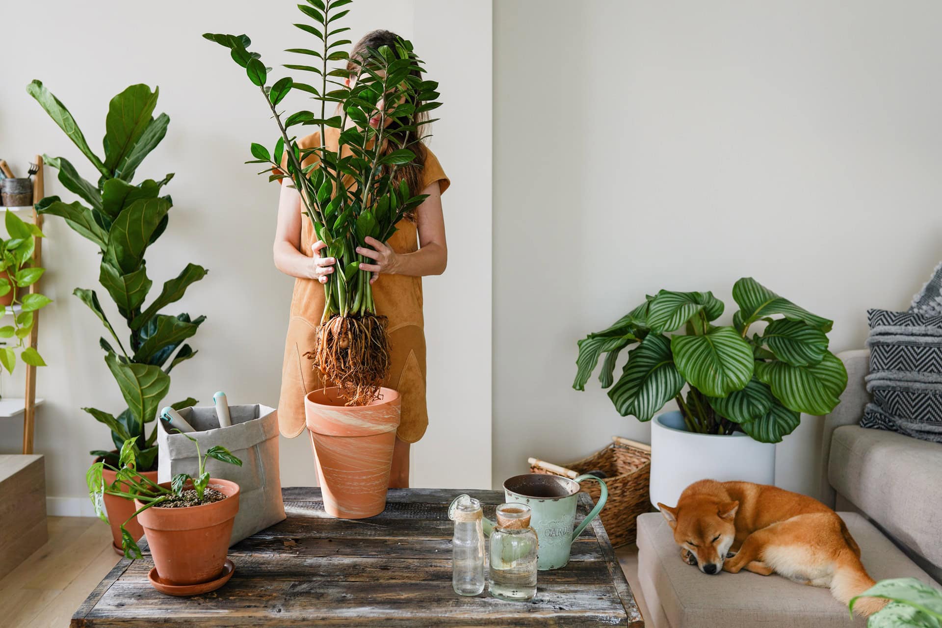 woman planting zamioculcas in high quality pure mi 2023 11 27 05 37 04 utc