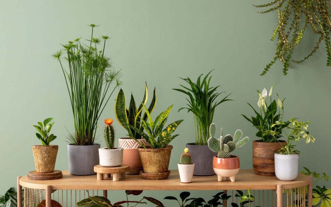 Creating a Beautiful Indoor Garden with Potted Plants