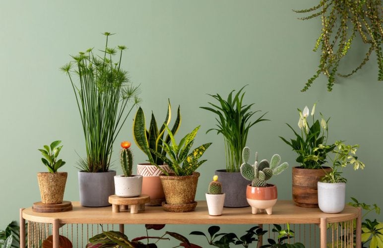 Creating a Beautiful Indoor Garden with Potted Plants