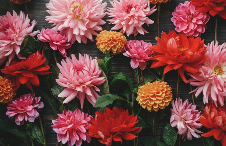 Demystifying the Language of Flowers: Express Your Emotions with the Perfect Bouquet