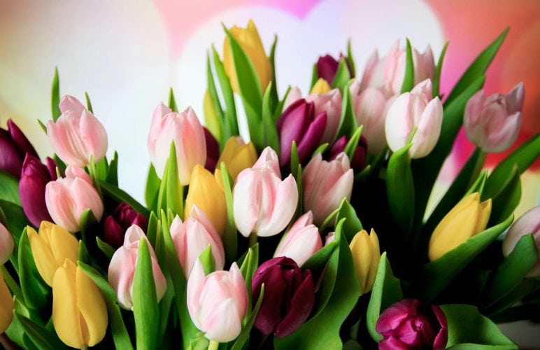 Choosing the Best Nottingham Flowers for Any Occasion