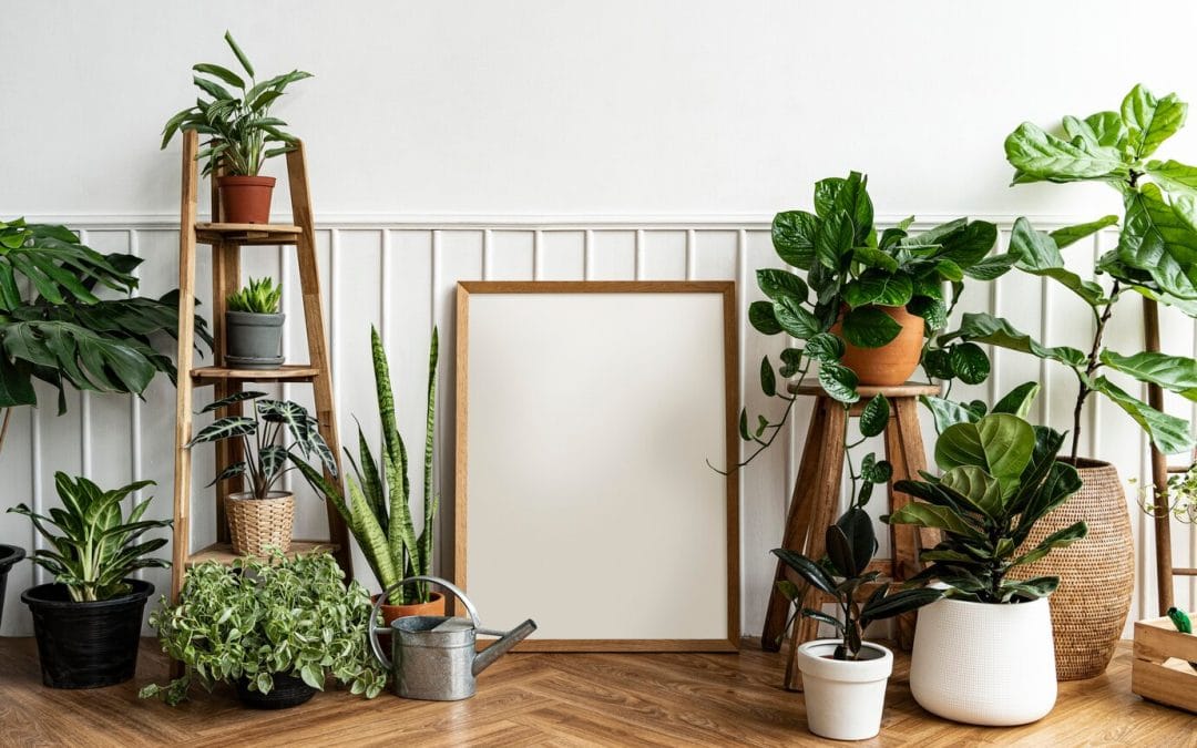 Perfect Plant for Your Home