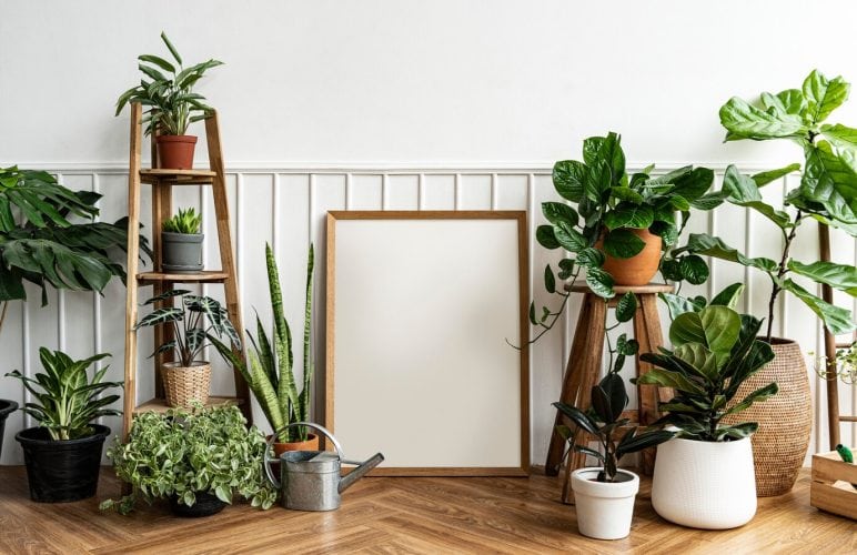Choosing the Perfect Plant for Your Home
