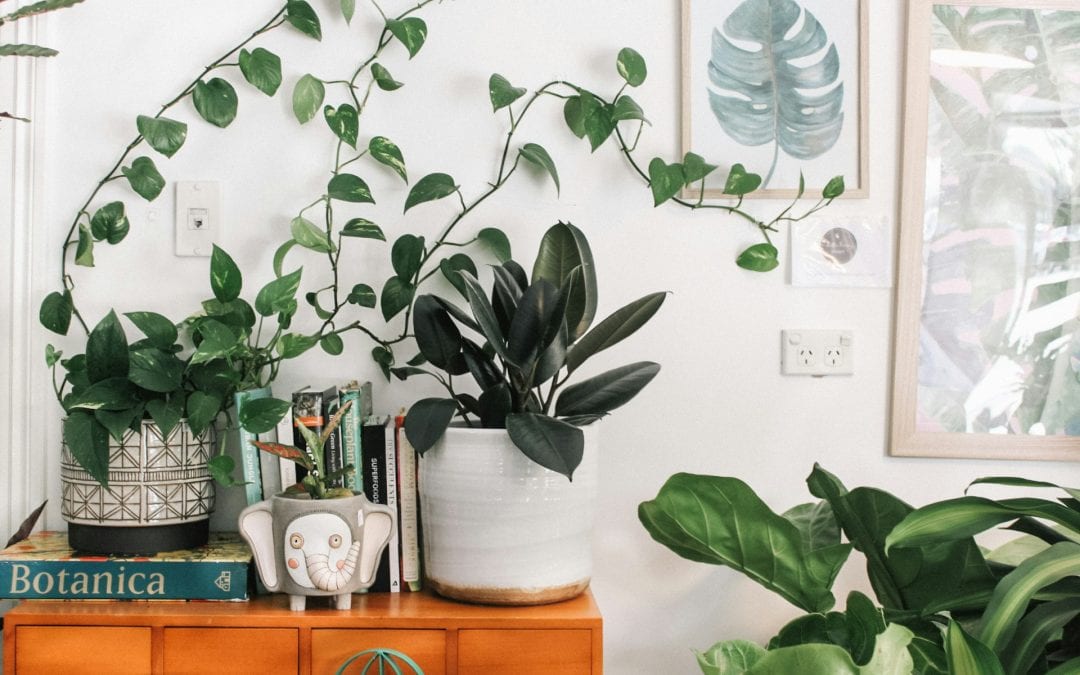 Green Spaces for the Soul – Experience the Magic of Indoor Plants