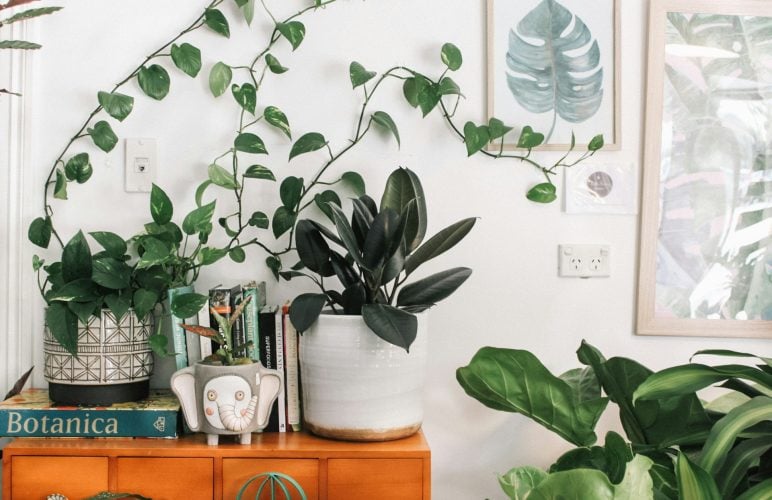 Green Spaces for the Soul – Experience the Magic of Indoor Plants