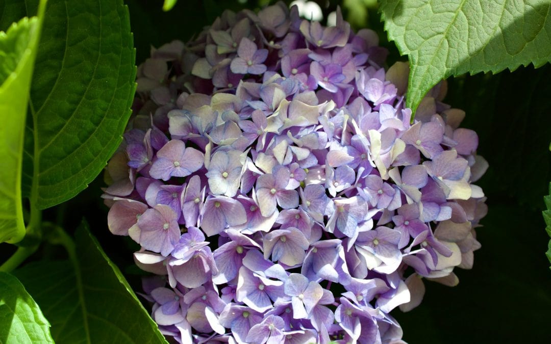 Best Spring Flowers for Allergies and How to Choose